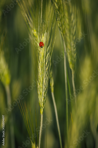 Ladybugs walk over an ear of gold corn / A man helps a ladybug to arrive over an ear of gold corn