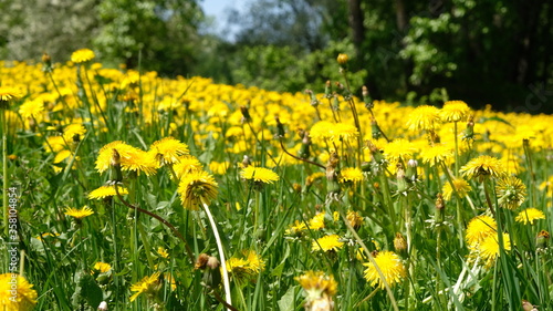Fototapeta Naklejka Na Ścianę i Meble -  field of dandelions