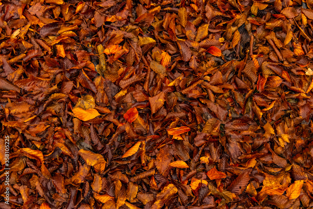 autumn falling leaves background nature fall season October