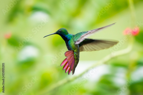 A Black-throated Mango hovering in the air with his tail flared and wings spread. Hovering hummingbird isolated with green background.  Bird in a garden © Chelsea Sampson