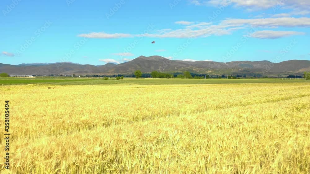 Planted parcels with barley with golden shiny pattern and green fields with mountains and cloudy sky background Planted parcels with barley with golden shiny pattern and green fields with mountains and cloudy sky background