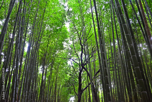 Arashiyama Bamboo Forest in Kyoto  Japan