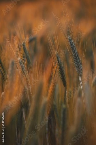 Gold wheat field grow in the cultivated soil during a sunny day. Conceptual images