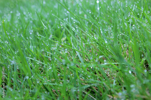 Green grass background with water drop