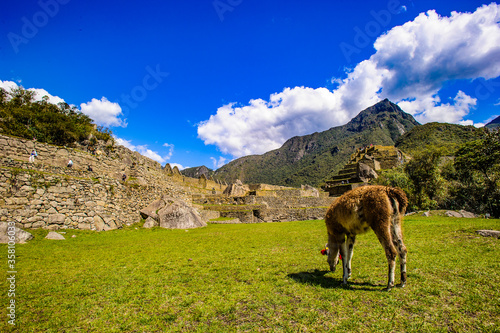 It s Lama with flowers eats the grass in front of the ancient town of peru mountains