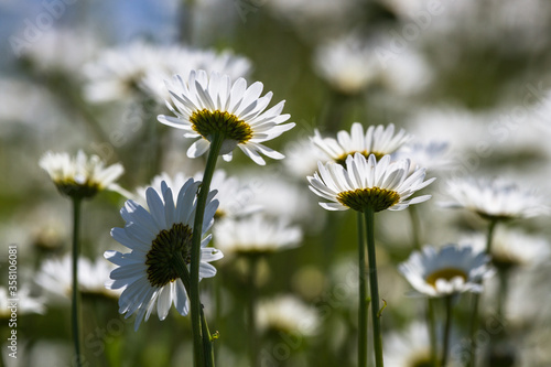 Daisy time. Daisies in the meadow and close-up © EriksZ