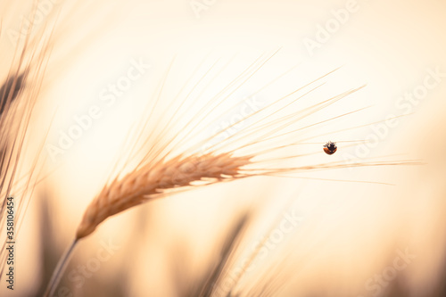 Ladybugs walk over an ear of gold corn   A man helps a ladybug to arrive over an ear of gold corn