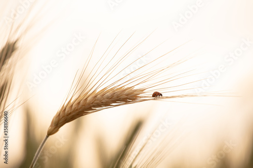 Ladybugs walk over an ear of gold corn   A man helps a ladybug to arrive over an ear of gold corn