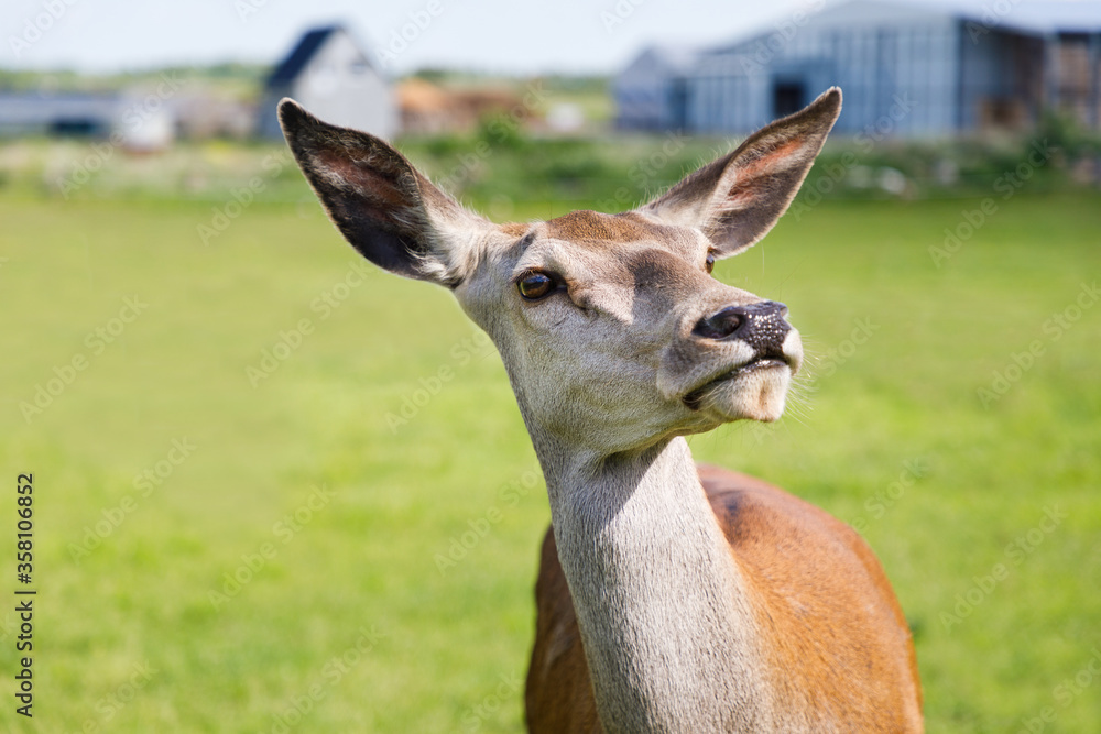 Portrait of the red deer in the summertime Portrait of the red deer in the summertime