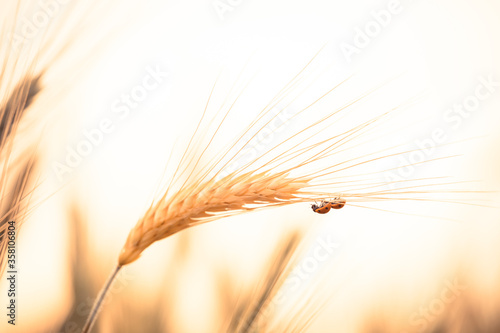 Ladybugs walk over an ear of gold corn   A man helps a ladybug to arrive over an ear of gold corn