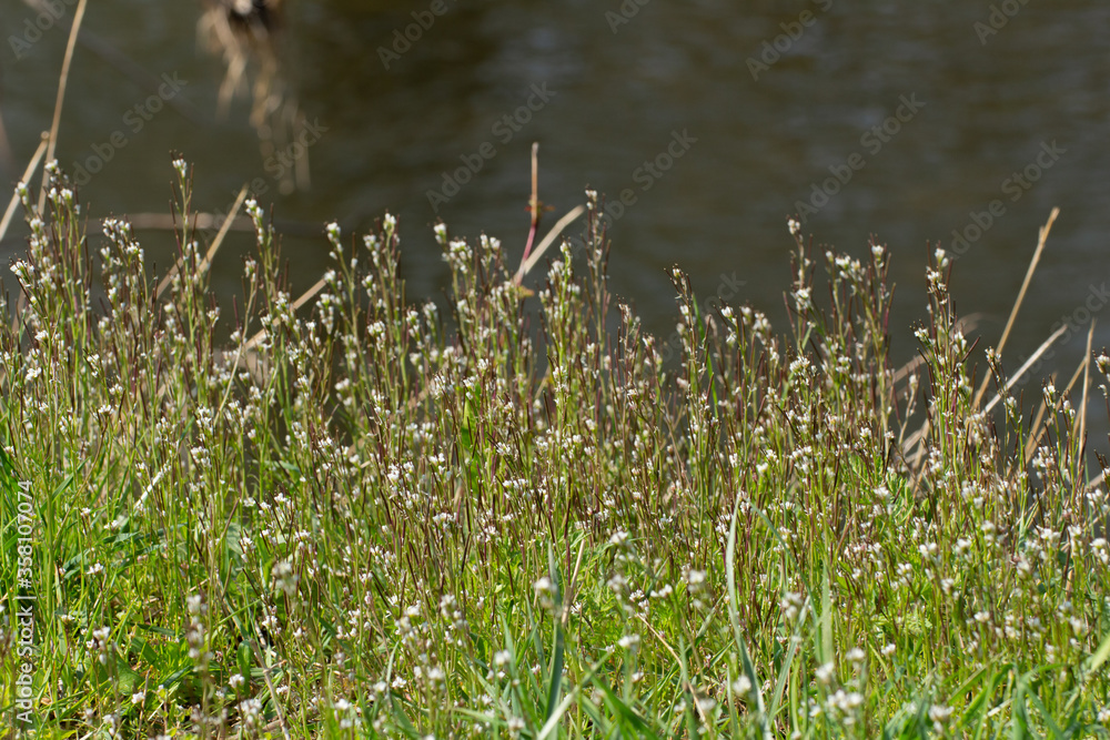 Hairy bitter cress also called Michitanetsukebana in japan or Behaartes Schaumkraut in Germany, Cardamine hirsuta Hairy bitter cress also called Michitanetsukebana in japan or Behaartes Schaumkraut in Germany, Cardamine hirsuta