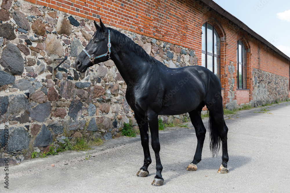 The Holsteiner horse outdoors in the summertime The Holsteiner horse outdoors in the summertime