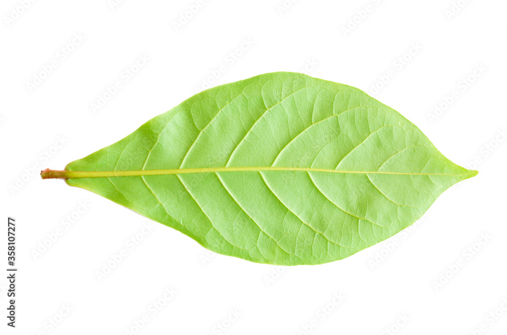 Obraz premium closeup single Devil Tree green leaves back side isolated on white background with clipping path.