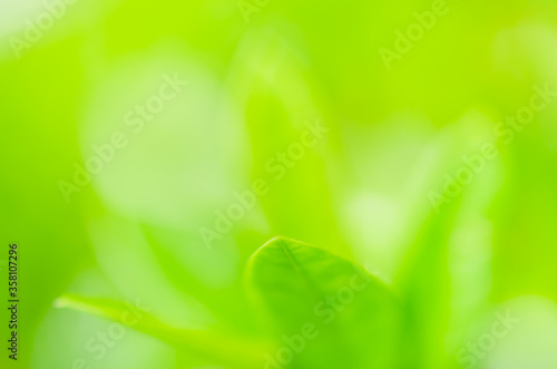 closeup green plant leaf nature fresh abstract greenery blur bokeh background with copy space in garden use for backdrop or wallpaper.