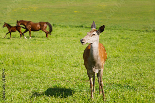 Young red deer female on the meadow in the summertime