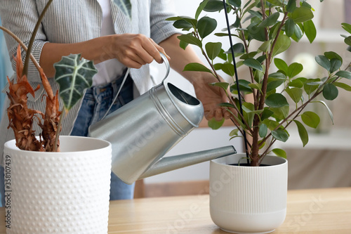 Fotografie Close up of woman hold pot watering green house plant at home or office, housewi
