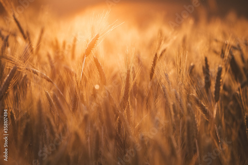 Gold wheat field  grow in the cultivated soil during a sunny day. Conceptual images