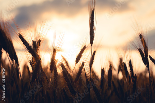 Gold wheat field  grow in the cultivated soil during a sunny day. Conceptual images