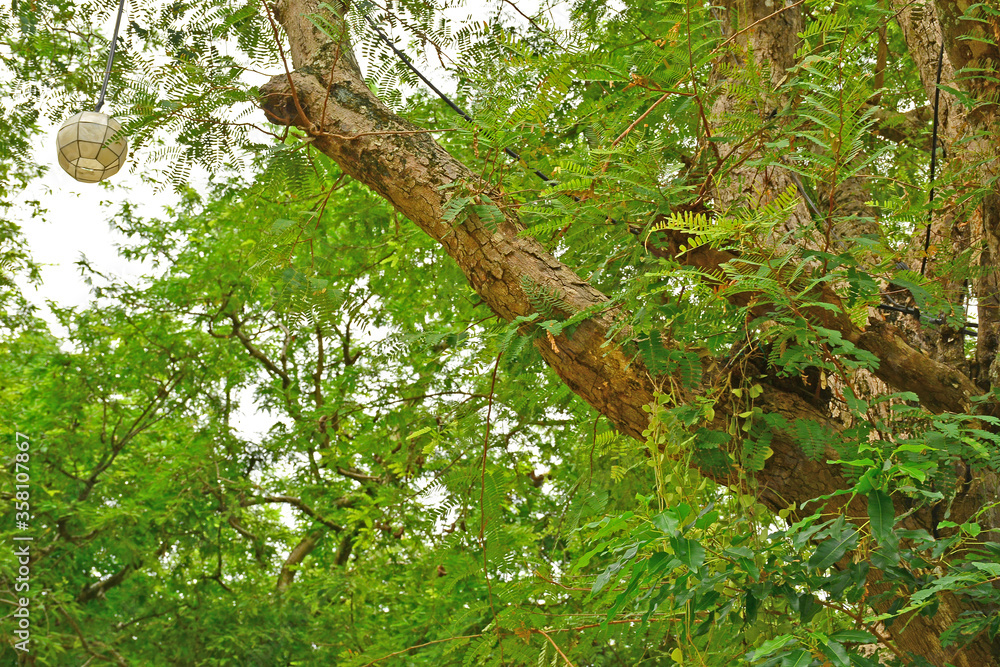 Fototapeta premium Sampaloc Tamarind Tree in Batangas, Philippines