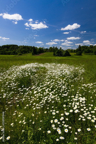 Daisy time. Daisies in the meadow  © EriksZ