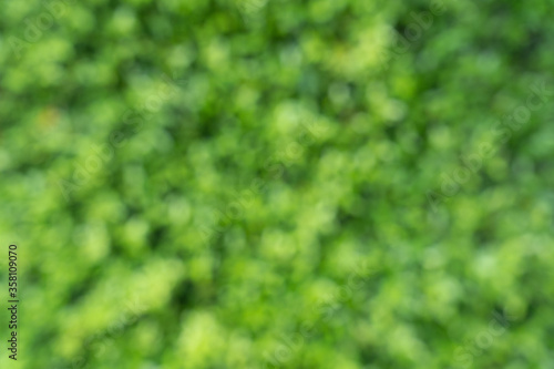 abstract green nature background, Green bokeh out of focus background. blur of green leaves background.