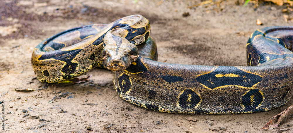 Fototapeta premium It's Boa constrictor on the ground in Peru