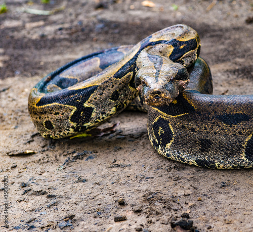 It's Portrait of a boa constrictor