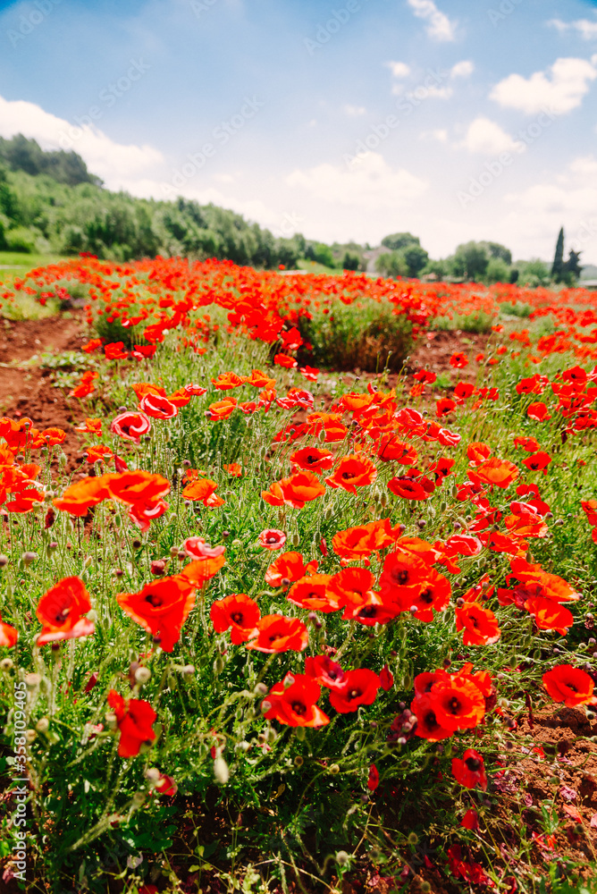 poppy flower in field close up