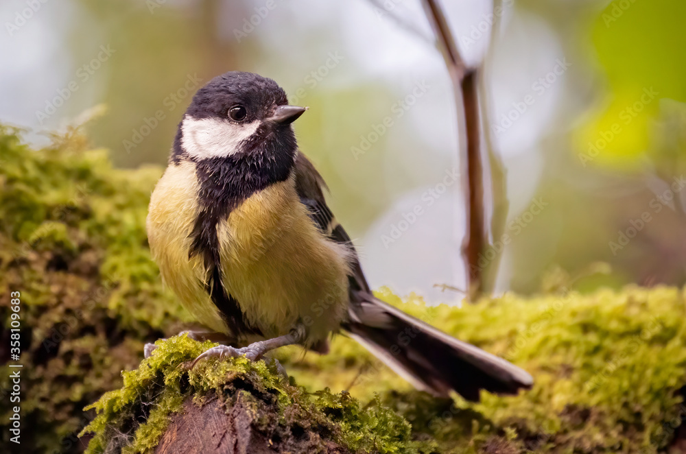 Obraz premium great tit on a branch