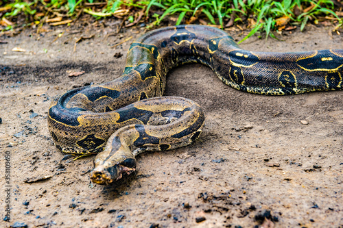 It's Boa constrictor, a species of large, heavy-bodied snake.