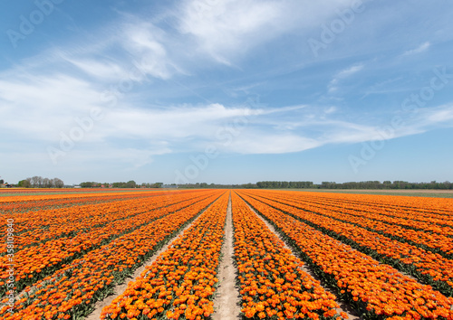 Colourful tulip fields in Holland. 