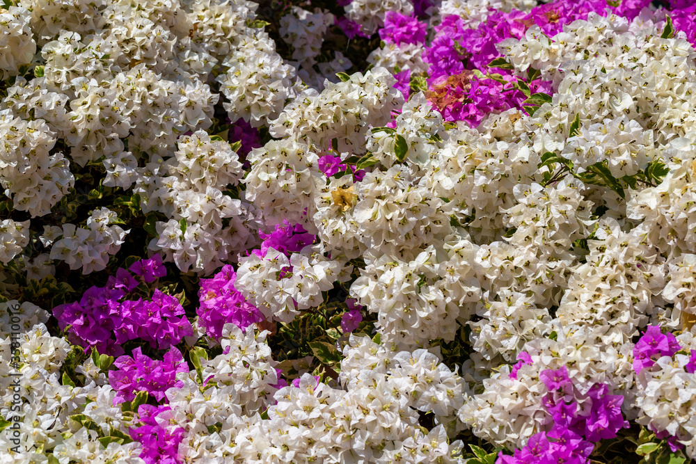 Colorful of Bougainvillea flowers in the nature Colorful of Bougainvillea flowers in the nature
