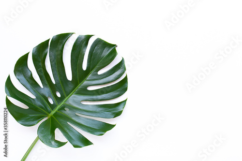 Tropical leaves monstera on white background. Top view and copy space