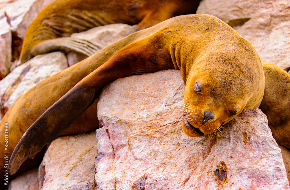 South American sea lion from the Ballestas Islands in Peru South American sea lion from the Ballestas Islands in Peru
