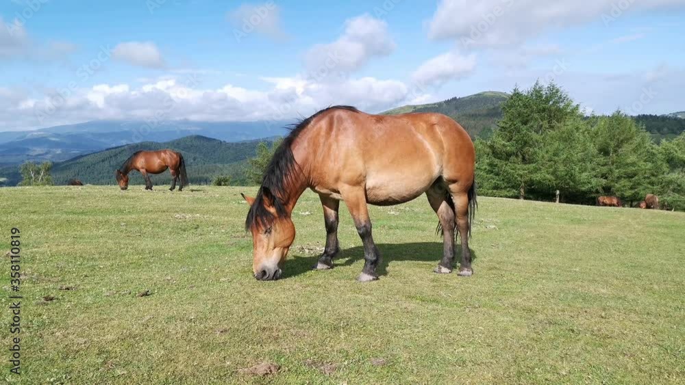 Horses grazing in the green meadows Horses grazing in the green meadows