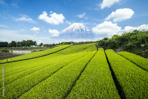 Green tea plantation with Mount Fuji in the background, Shizuoka Prefecture, Japan photo