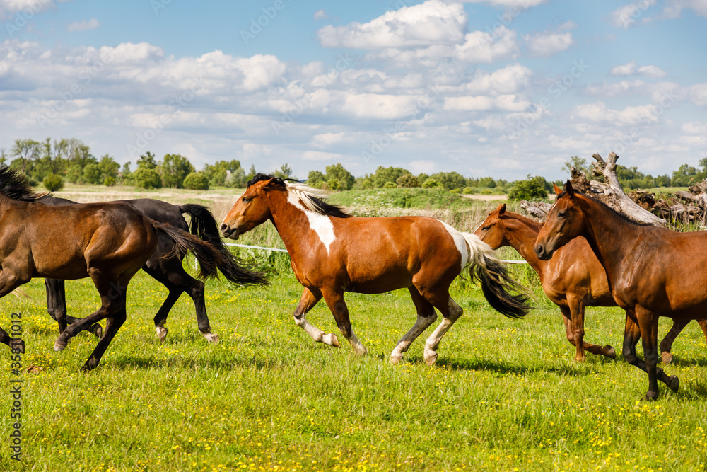 Fototapeta premium Herd of horses is running on the pasture in the summertime