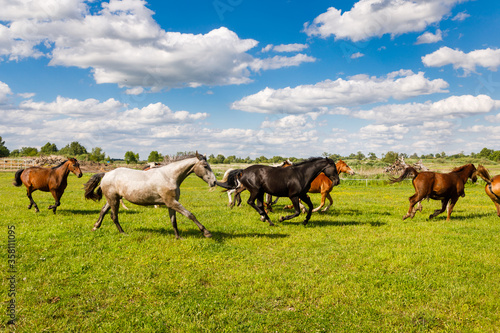 Herd of horses is running on the pasture in the summertime