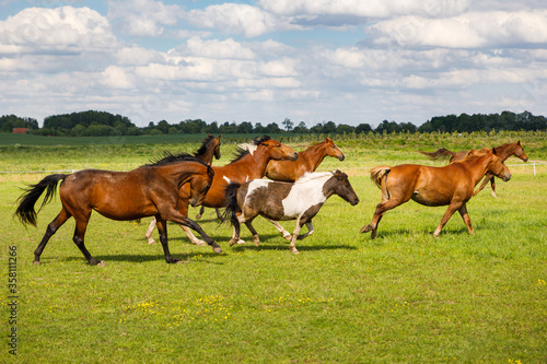 Herd of horses is running on the pasture in the summertime