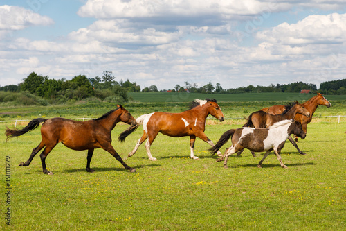 Herd of horses is running on the pasture in the summertime