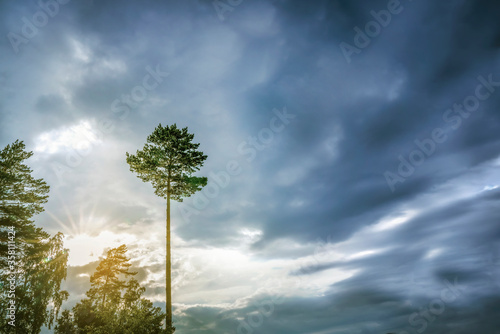 a lone tree against a dark blue sky. symbol of loneliness. landscape nature  copy space