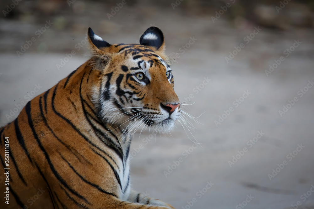 Obraz premium Portrait of a young female tiger resting in Bandhavgarh National Park in India