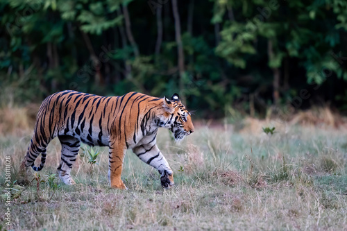 Tiger, young female, walking over a small open field in Bandhavgarh National Park in India