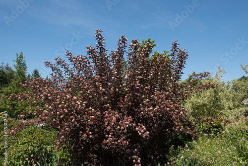 Summer Flowering Pink Flowers on a Ninebark Shrub (Physocarpus  opulifolius Diable D'Or 'Mindia') in a Herbaceous Border in a Country Cottage Garden in Rural Devon, England, UK