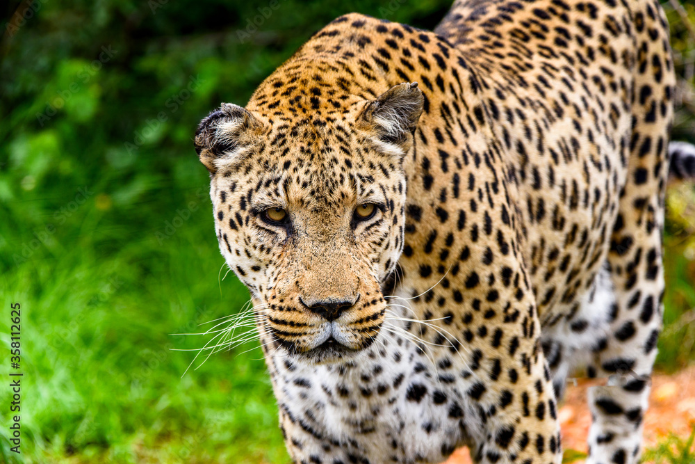 It's Leopard close up at the Naankuse Wildlife Sanctuary, Namibia, Africa It's Leopard close up at the Naankuse Wildlife Sanctuary, Namibia, Africa