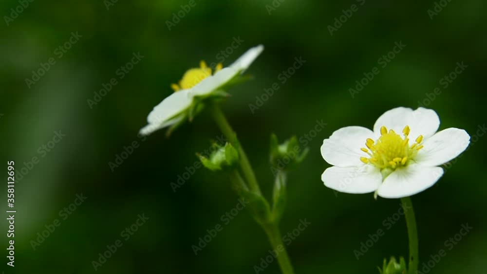 White flowers anemone, birds singing and a breeze White flowers anemone, birds singing and a breeze