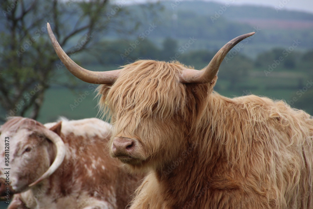 Highland cow longhorn cattle with brown hair Highland cow longhorn cattle with brown hair