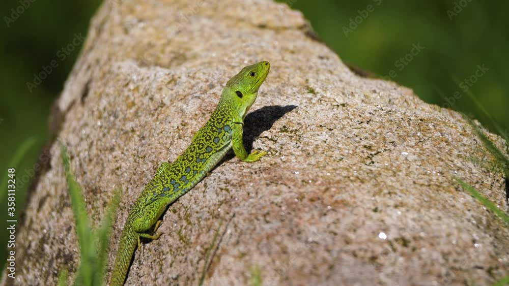 Ocellated Lizard on top of a rock sunbathing Ocellated Lizard on top of a rock sunbathing