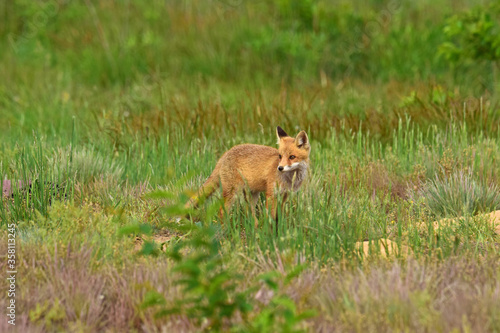 Fototapeta Naklejka Na Ścianę i Meble -  LIs
