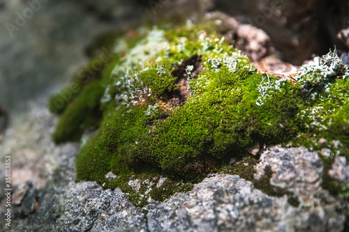 Natural forest background and texture. Green moss on rock stone. Ural nature and forest